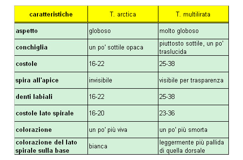 Trivia arctica o multilirata?